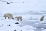 600_Manitoba_Churchill_PolarB_Day6_2492
