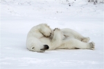 600_Manitoba_Churchill_Polar_Day3b_1871