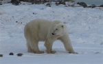 600_Churchill_1152