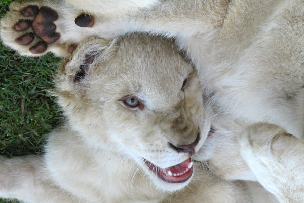 600_LionPark_Joburg_1984.jpg
