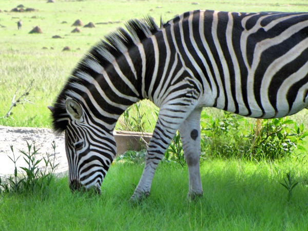 600_LionPark_Joburg_2005.jpg