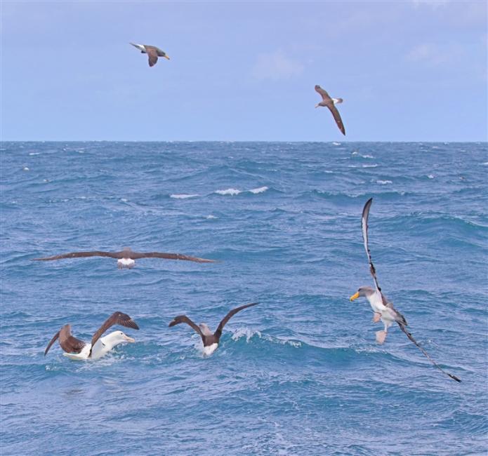 Chumming 1488 m Northern Royal Albatross Diomedea sanfordi & Chatham Albatross Thalassarche eremita & Others