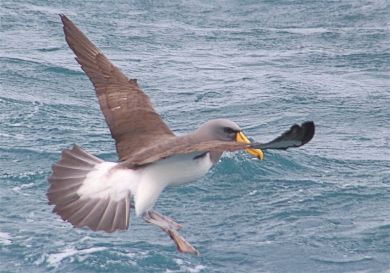 SouthEastIsland Chumming 2538 m Chatham Albatross Thalassarche eremita