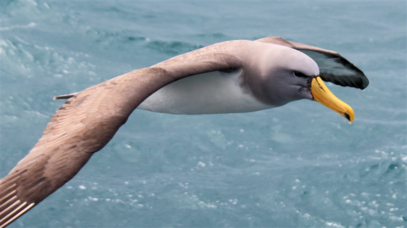 SouthEastIsland Chumming 2550