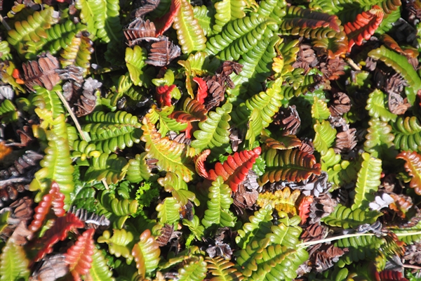 SaundersIs_Flora_4696_m.jpg