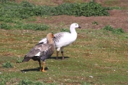 CarcassIs_KelpGeese_4665_m