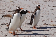Carcass__Penguin_Gentoo_DSC05572