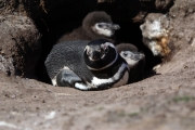 SaunderIs_MagallenicPenguins_3167