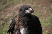 SaundersIs_StriatedCaraCara_4782