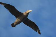 Birds_FromShip_3108_3_m
