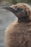 RightWhaleBay_KingPenguins_DSC06720