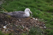 SGeorgia_Day9_Prion_Petrel_3367