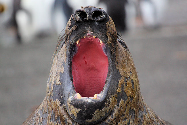 SGeorgia_StAndrewsBay_SElephSeals_3253.jpg