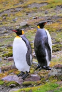 SGeorgia_StAndrewsBay_Kings_5109