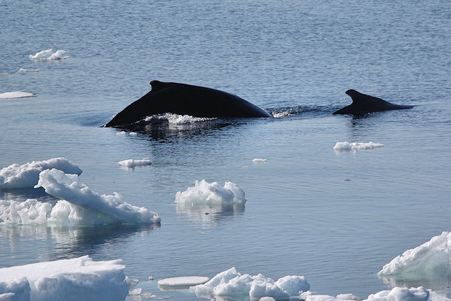 AtSea_Day15_Whales_3530.jpg