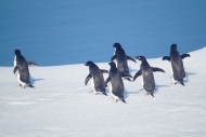 BransfieldStrait_DSC07526