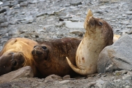 ElephantIs_CapeLookOut_DSC07410