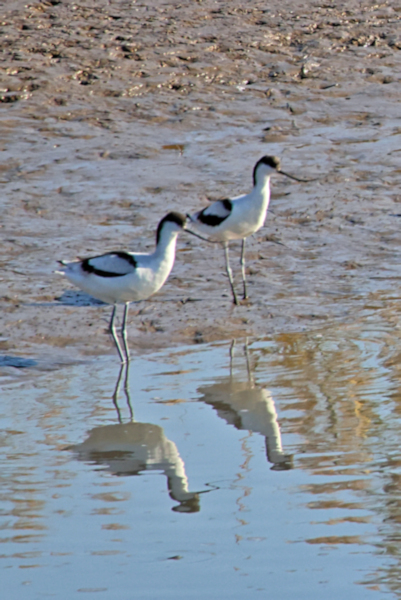 Pied Avocets, Tiaozini Coastal Wetlands