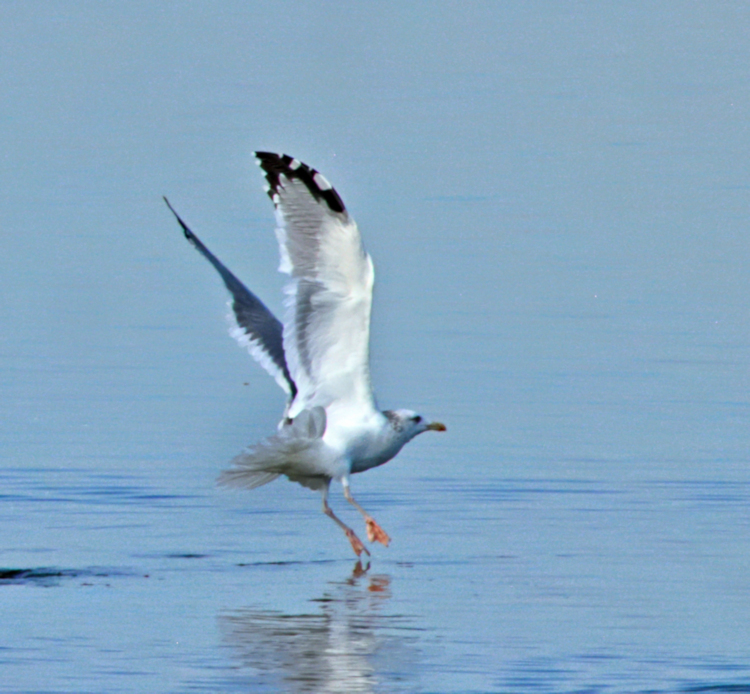 Black-headed Gull, Tiaozini Coastal Wetlands, China