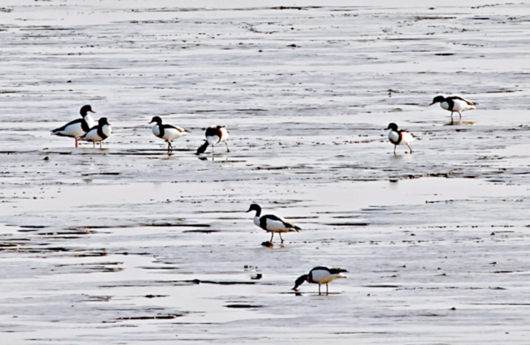 Common Shelduck, Tiaozini Coastal Wetlands