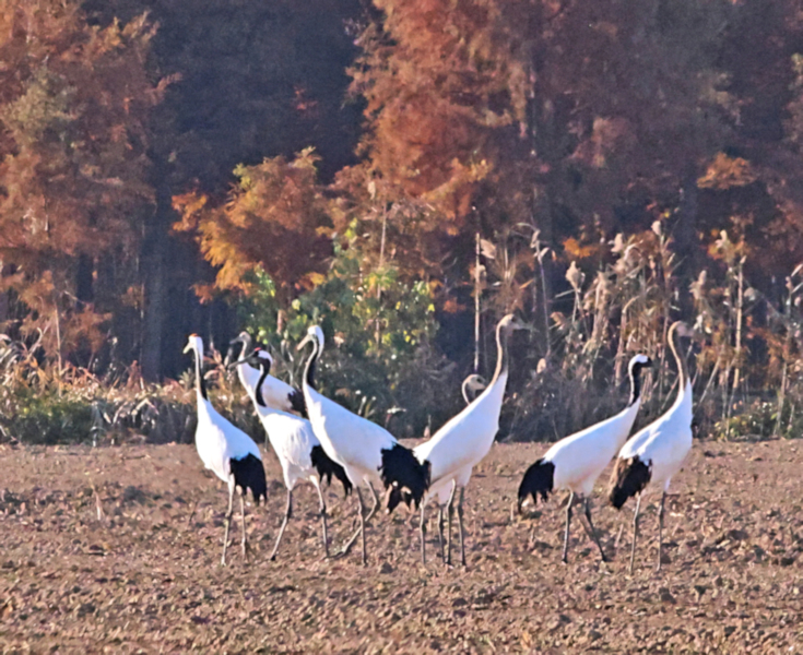 Red-crowned cranes on newly seeded farmland, Yancheng