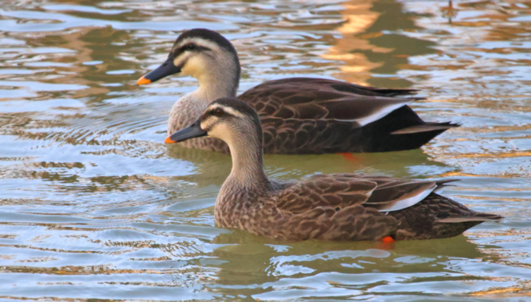 Bar-headed Goose and , Yancheng Center