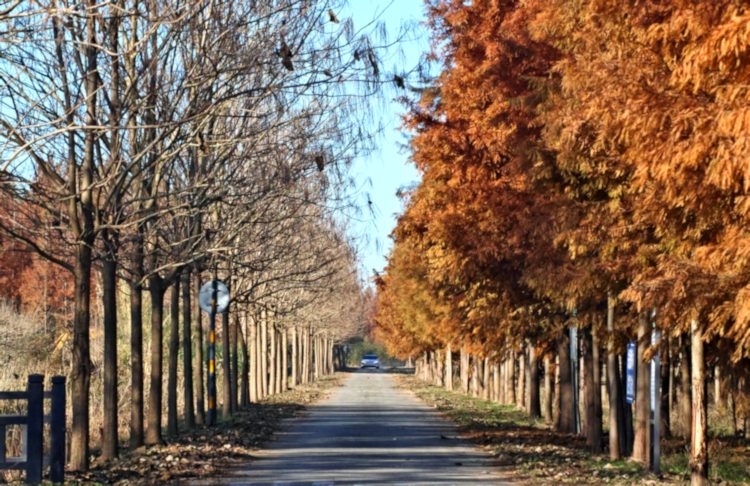 Country road near Yancheng, China