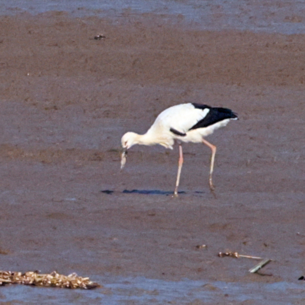 European Stork