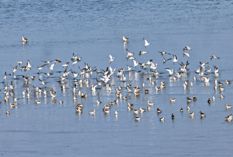 Dunlin