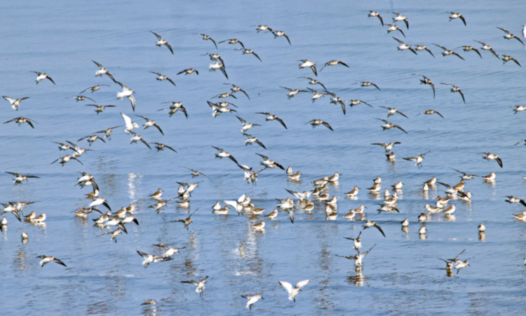 Dunlin