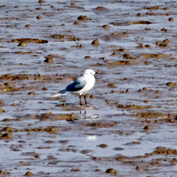 Black-legged Kittiwake