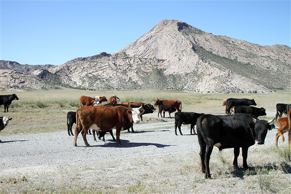 Mongolia_MiddleGobi_CattleHerd_2267_m_600.jpg