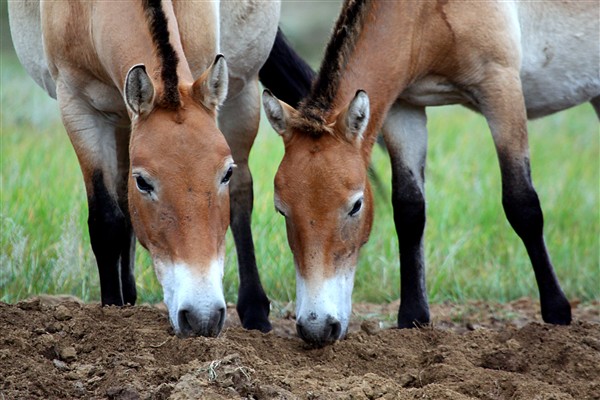 Mongolia_Hustai_WildHorses_3009_m_600.jpg