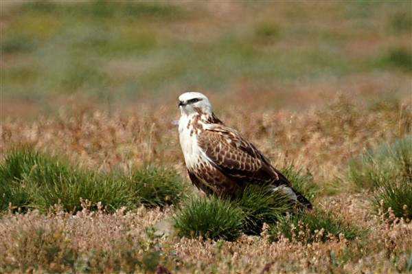 G_Buzzard_DSC02301_m_600.jpg