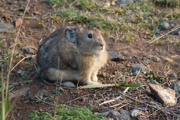 G_Gerbil_DSC02236_m_600.jpg