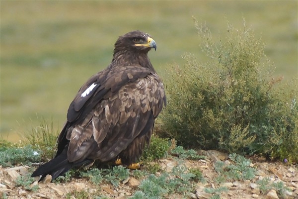 G_GoldenEagle_DSC02432_m_600.jpg
