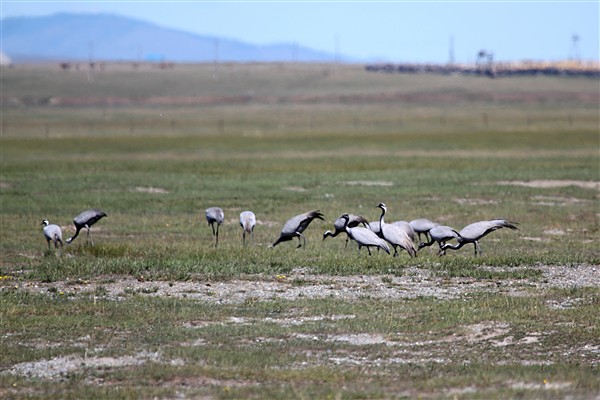 Mongolia_GunGaluut_Cranes_2943_3000_m_600.jpg