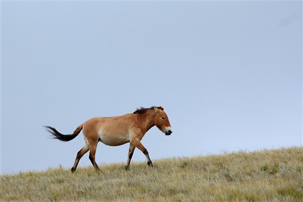 Mongolia_Hustai_WildHorses_2995_3000_m_600.jpg