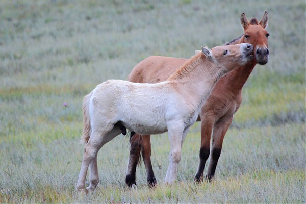 Mongolia_Hustai_WildHorses_3007_3000_m_600.jpg