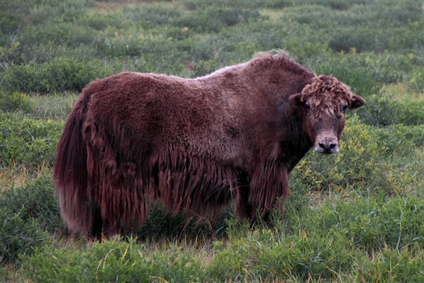 Mongolia_S_Gobi_Yaks_2897_3000_m_600.jpg