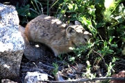 Mongolia_MiddleGobi_Gerbil_2367_600