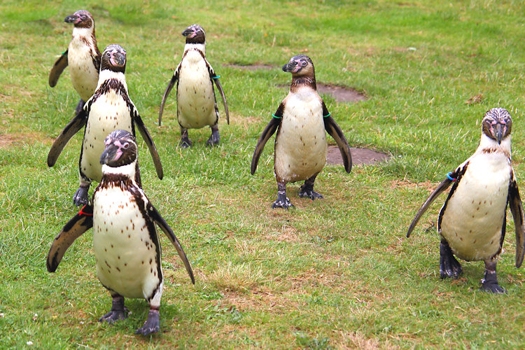Wildlife Park