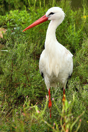 Wildlife Park