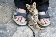 Chania_Kitten_DSC04338