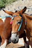 Santorini_Fira_MulePath_0028