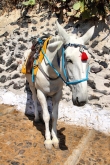 Santorini_Fira_MulePath_0034