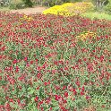 Malta_2506_Gozo_Ggantija Temples_Wildflowers_m
