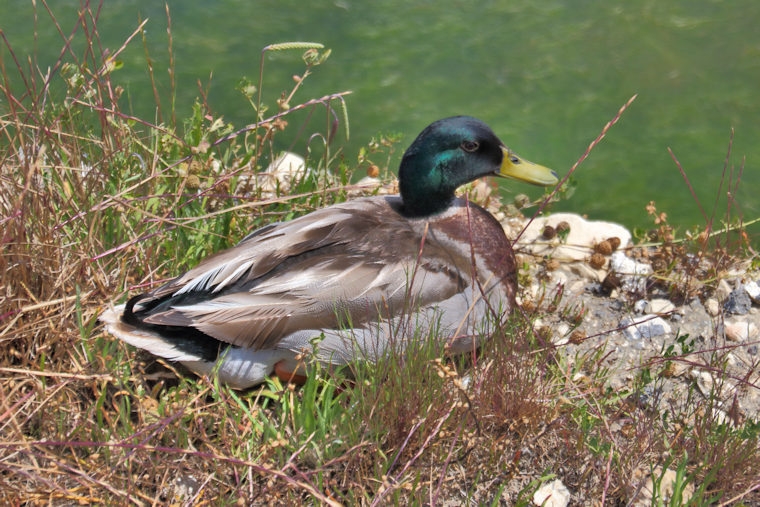 Malta_2726_Salina Nature reserve_Mallard_Anas platyrhynchos_m