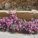 Malta_3084_Wildflowers_m
