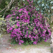 Part of the gardens of the Sintra Palace